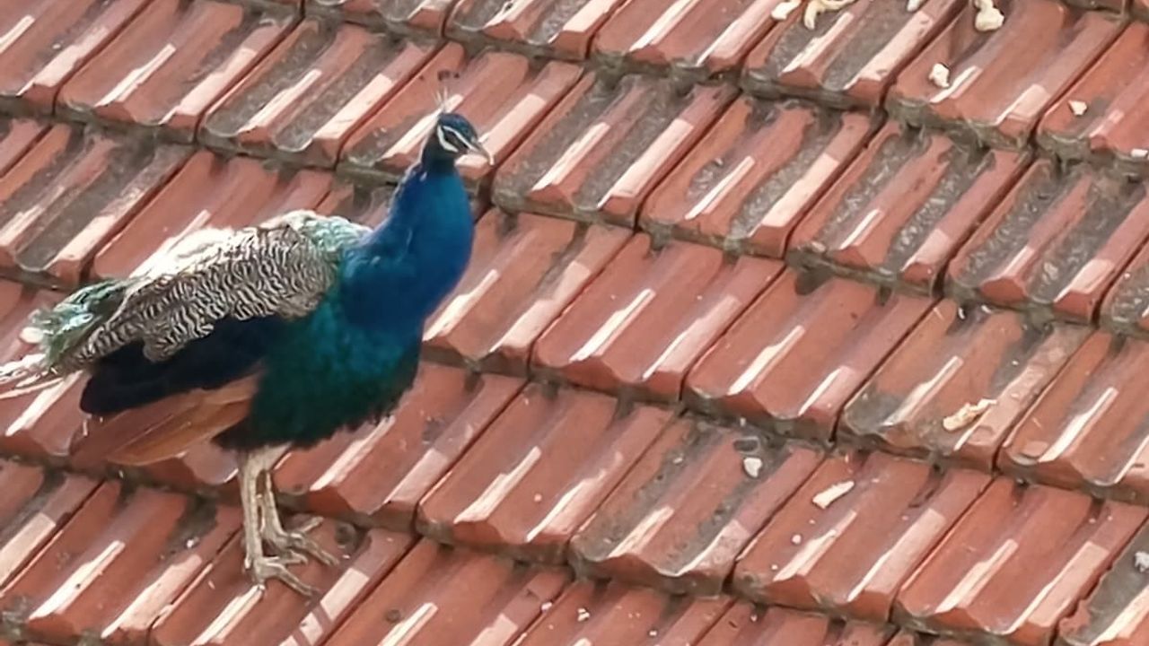 Müstakil evin çatısında tavus kuşu