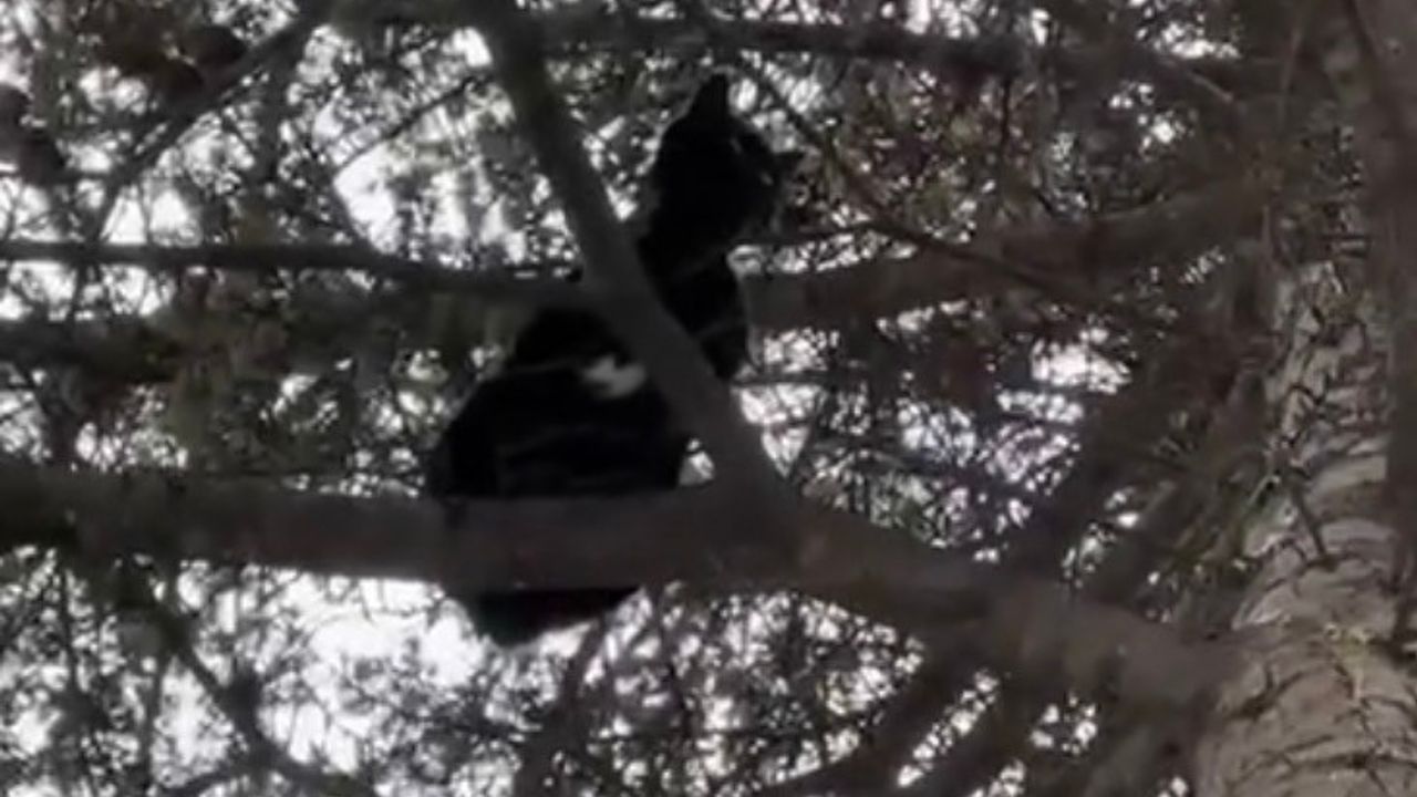 Ağaçta mahsur kalan kediyi itfaiye ekipleri kurtardı