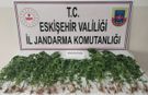 Kamu arazisine kenevir ekti, jandarma suçüstü yakaladı!