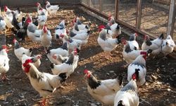 Tavuk ve yumurtada doğru bilinen yanlışlar