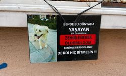 Zehirlenen köpeğin duygusal mesajı
