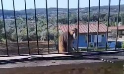 Kaçak maymun muzla yakalandı