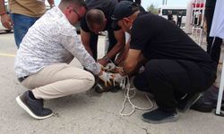Malatya’da pitbull dehşeti: Bir kadın yaralandı