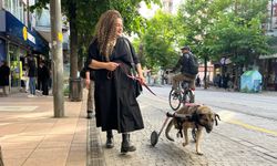 Bir ayağı kesilen felçli köpek Pakize, sevginin gücüyle gezebiliyor