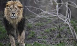 Ünlü iş insanına aslan saldırısı: Hayatını kaybetti!