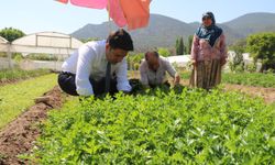 Kaymakamdan örnek davranış! Kolları sıvayıp hasat için tarlaya girdi!