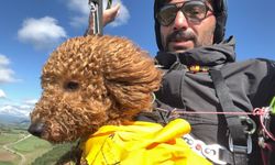 Köpek Toby paraşütle atlayıp 330 metrede uçtu