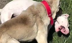 Köpeklerin dövüştürüldüğü video tepki topladı