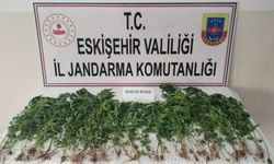 Kamu arazisine kenevir ekti, jandarma suçüstü yakaladı!