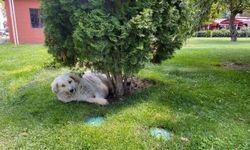 Eskişehir'deki sıcaklar köpekleri de etkiledi