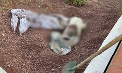 Mezarlıktan öyle bir şey çıktı ki! Ekipler alarma geçti!