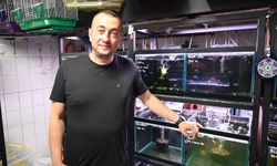 Yaz sıcaklarında evlerde balık ve kuş bakımı için uzman tavsiyesi