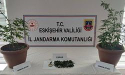 Balkonda kenevir yetiştirdi, jandarmaya yakalandı