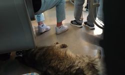 Sıcaktan bunalan köpek tramvaya sığındı