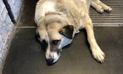 Sıcaktan bunalan köpek çareyi klimanın altına yatmakla buldu