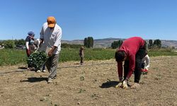 Eskişehirli çiftçinin alın teri kuraklığa ve yüksek maliyetlere yenik düştü