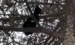 Ağaçta mahsur kalan kediyi itfaiye ekipleri kurtardı