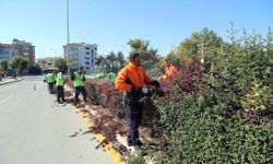 Budama çalışmaları hız kesmeden sürüyor
