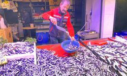 Denizlerde bollaşan hamsi tezgahlarda 100 TL’ye yer buldu