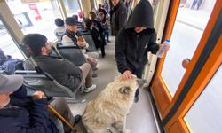 Tramvaya binen sevimli köpek ilgi odağı oldu