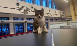 Eskişehir Tren İstasyonu'nun müdavim kedileri