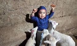 Minik Yusuf kuzuların arasında kaldı