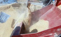 Büyükşehirden yemlik tahıl karışımı ve balya desteği