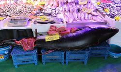 280 kiloluk orkinos vatandaşları hayrete düşürüyor