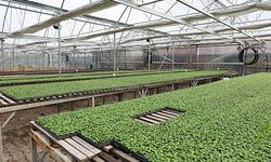 Eskişehir Büyükşehir Belediyesi binlerce çiçekle şehri süsleyecek