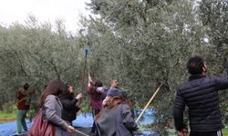 Gençler zeytinin yolculuğuna tanıklık etti