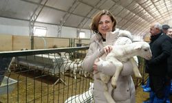 Mineral blok ve fondan arı yemi dağıtımı başlıyor