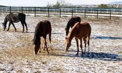 At yetiştiriciliğinin kış zorlukları