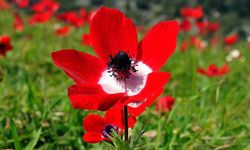 Baharın habercisi ilk cemre düştü: Kışa veda!