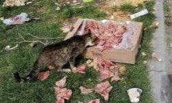 Eskişehir'deki parkta çirkin görüntü!