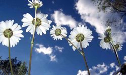 Baharın müjdecisi üçüncü cemre toprağa düştü!