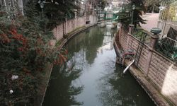 Eskişehir Porsuk Çayı'nda yine balık ölümleri başladı