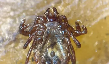 Türkiye'de yeni kene türü tespit edildi: 30'dan fazla hastalık taşıyor