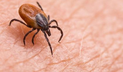 Keneden bulaşan ölümcül hastalığa aşı müjdesi: Klinik çalışmalar yolda