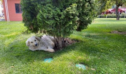 Eskişehir'deki sıcaklar köpekleri de etkiledi