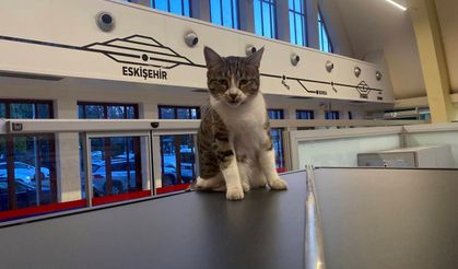 Eskişehir Tren İstasyonu'nun müdavim kedileri