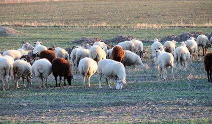 Koyunlar bu kışı kırda otlayarak geçiriyor