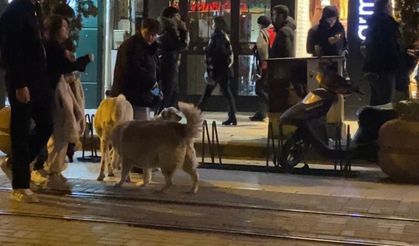 Evcil hayvanıyla yürürken sokak köpeklerinin arasında kaldı