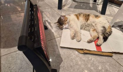 Soğuktan üşüyen kedi elektrikli ısıtıcının karşısında dinlendi