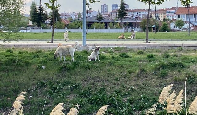Eskişehir'de başıboş köpekler korku saçıyor!