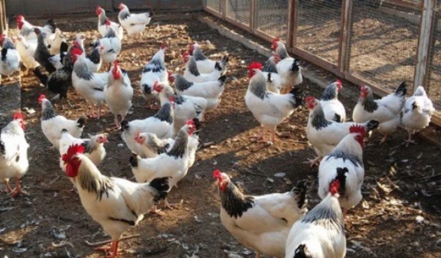 Tavuk ve yumurtada doğru bilinen yanlışlar