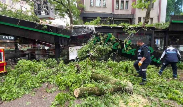 Dev ağaç kafenin üzerine devrildi, facia teğet geçti