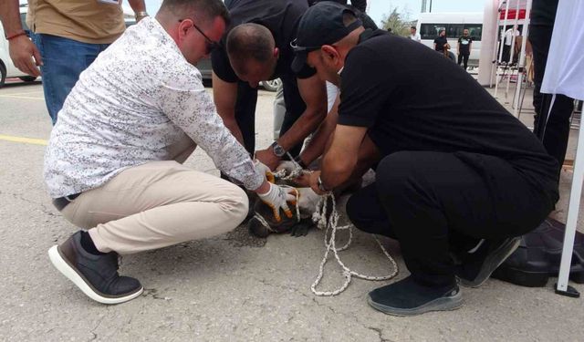 Malatya’da pitbull dehşeti: Bir kadın yaralandı