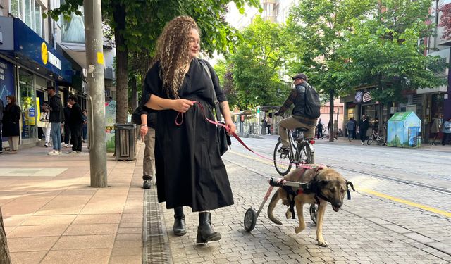 Bir ayağı kesilen felçli köpek Pakize, sevginin gücüyle gezebiliyor