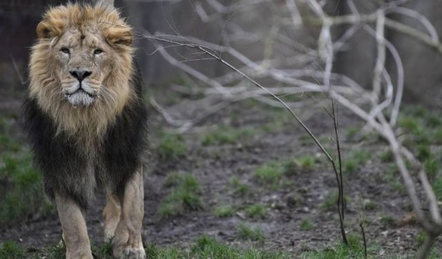 Ünlü iş insanına aslan saldırısı: Hayatını kaybetti!