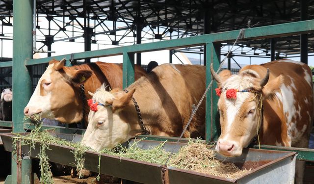 Vatandaş ikiye bölündü: Kurbanlık ucuz mu?